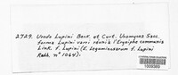Uromyces lupini image
